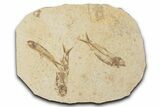 Fossil Fish (Knightia) Mortality Plate - Wyoming #339043-1